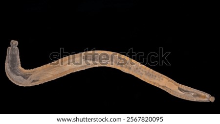 Cyctacanth stage (Acanthocephala) fish cestode larva (Trianchoratus sp.) in Channa striata under the microscope in Lab.