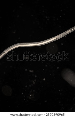 Cyctacanth stage (Acanthocephala) fish cestode larva (Trianchoratus sp.) in Channa striata under the microscope in Lab.