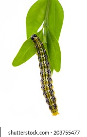 (Cydalima perspectalis) caterpillar of the boxwood moth with boxwood leafs