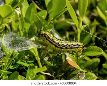 cydalima perspectalis caterpillar in the garden 