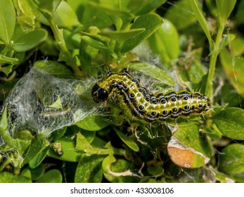 cydalima perspectalis caterpillar in the garden  