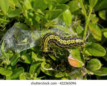 cydalima perspectalis caterpillar in the garden is great threat,