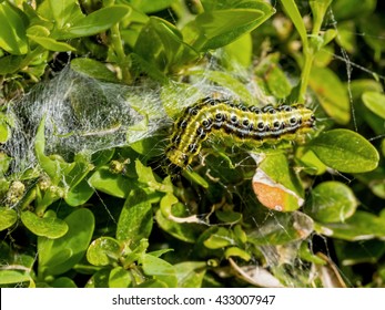 cydalima perspectalis caterpillar in the garden is great threat