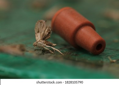 Cydia Pomonella - Codling Moth 