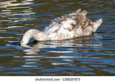 Cygnet Mute Swan Diving Below The Water Searching For Food