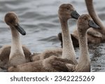 Cygnets gliding on the water