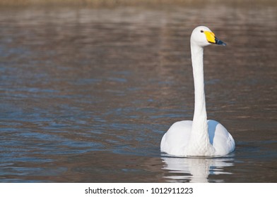 Cygnus Cygnus (Whooper Swan)