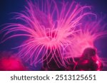 Cylinder anemone (Cerianthus membranaceus), also known as the coloured tube anemone, copy space