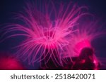 Cylinder anemone (Cerianthus membranaceus), also known as the coloured tube anemone, copy space