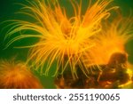 Cylinder anemone (Cerianthus membranaceus), also known as the coloured tube anemone, copy space