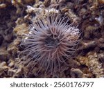 The cylinder anemone or coloured tube anemone with scientific name Cerianthus membranaceus. I Take this photo at Gili Trawangan, North Lombok, Indonesia                               