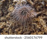 The cylinder anemone or coloured tube anemone with scientific name Cerianthus membranaceus. I Take this photo at Gili Trawangan, North Lombok, Indonesia                               