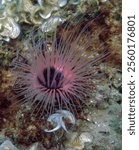 The cylinder anemone or coloured tube anemone with scientific name Cerianthus membranaceus. I Take this photo at Gili Trawangan, North Lombok, Indonesia                               