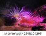 Cylinder or color tube anemone (Cerianthus membranaceus)