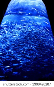 Cylinder Fish Tank With Big Shoals Of Fish.