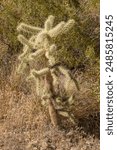 Cylindropuntia bigelovii, the teddy-bear cholla. Arizona.