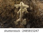 Cylindropuntia bigelovii, the teddy-bear cholla. Arizona.