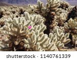 Cylindropuntia echinocarpa cactus in Joshua Tree National Park