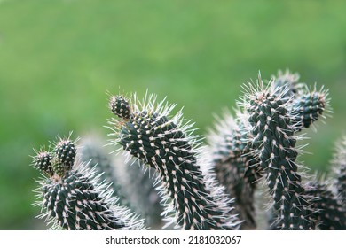 Cylindropuntia fulgida (engelm.) f.m.knuth, club cactus or boxing glove cactus, trunk is branched with brownish green sharp, white thorns many around the trunk. - Shutterstock ID 2181032067