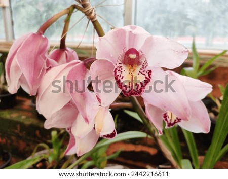 Cymbidium commonly known as boat orchids, is a genus of evergreen flowering plants in the orchid family Orchidaceae. Cymbidiums are well known in horticulture and many cultivars have been developed. 