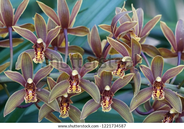 Cymbidium Floribundum For Sale