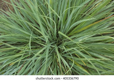 Cymbopogon Citratus