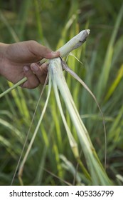 Cymbopogon Citratus