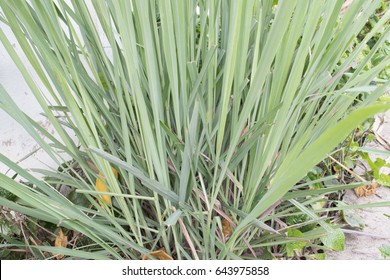  Cymbopogon Citratus