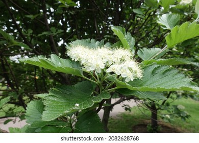 Cymose Corymb Of White Flowers Of Sorbus Aria In Mid May