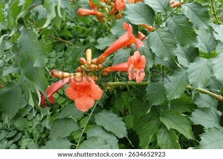 Cymose inflorescence in the leafage of Campsis radicans in August