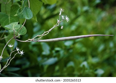 Cynanchum Chinense, A Common  Herb.