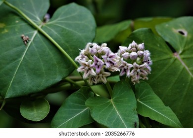 Cynanchum Japonicum, A Common Herb.