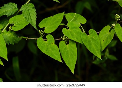 Cynanchum Wallichii, A Rare Milkweed.