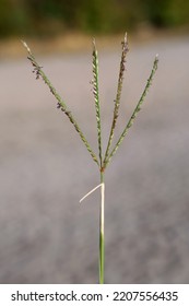 Cynodon Dactylon Bermuda Grass Couch Grass Stock Photo 2207556435 ...