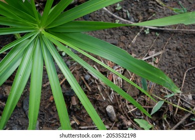 Cyperus Alternifolius. It Has Gained The Royal Horticultural Society's Award Of Garden Merit.