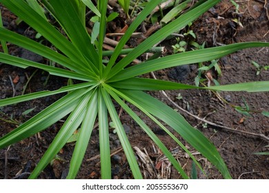 Cyperus Alternifolius. It Has Gained The Royal Horticultural Society's Award Of Garden Merit.