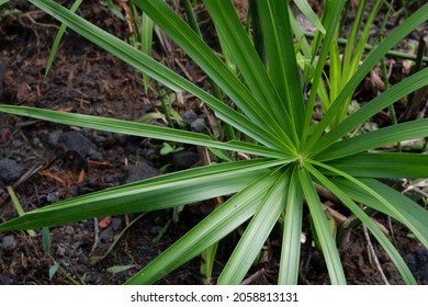 Cyperus Alternifolius. It Has Gained The Royal Horticultural Society's Award Of Garden Merit.