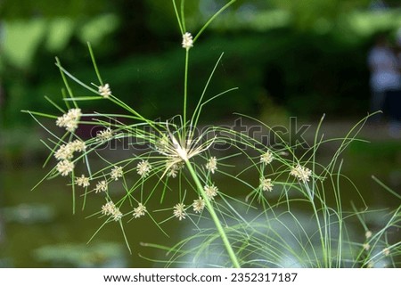 Cyperus Papirus Egyptian papyrus leaves in the garden. High quality photo