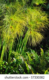 Cyperus Papyrus - Detail