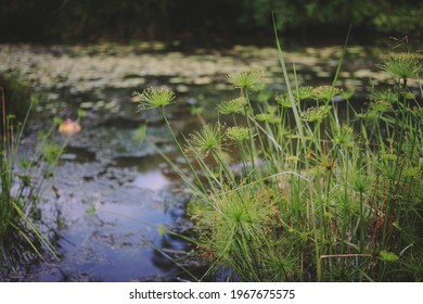 Cyperus Papyrus On The River