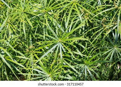 Cyperus Papyrus On Sunny Day