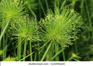 Cyperus Papyrus Plant