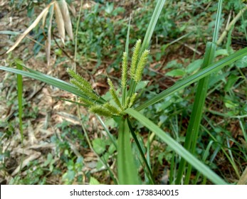 Cyperus Rotundus Cocograss Java Grass Nut Stock Photo 1738340015 ...