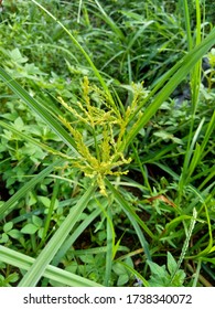 Cyperus Rotundus Cocograss Java Grass Nut Stock Photo 1738340072 ...
