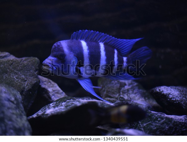 Cyphotilapia Frontosa Blue Zaire Moba Stock Image Download Now