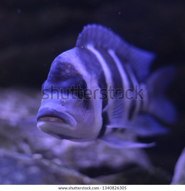 Cyphotilapia Frontosa Blue Zaire Moba Animals Wildlife Nature