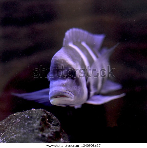 Cyphotilapia Frontosa Blue Zaire Moba Stock Image Download Now