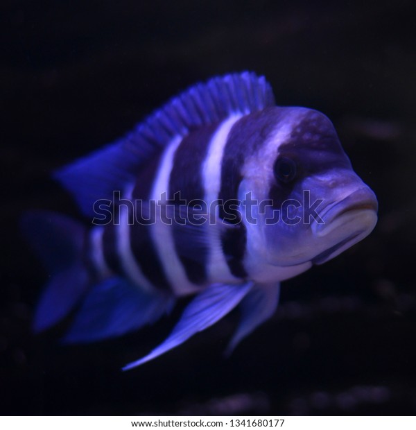 Cyphotilapia Frontosa Blue Zaire Moba Animals Wildlife Nature