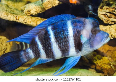 Cyphotilapia Frontosa Commonly Known Frontosa Fish Stock Photo ...