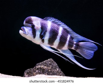 33 Lake Victoria Cichlid Images, Stock Photos & Vectors | Shutterstock